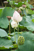 Lotus And Lotus Seed