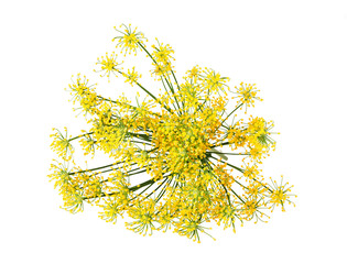 Sticker - Wild fennel flowers