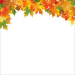 white autumn background with colorful leaf