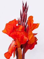 Wall Mural - Canna Lily flowering