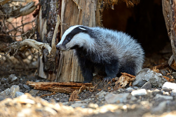 Wall Mural - badger