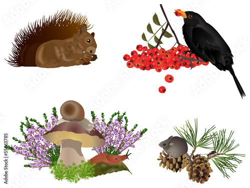 Plakat na papierze fotorealistycznym Jesień natura