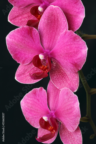 Board z aluminiowym obramowaniem Różowy kwiat orchidei / phaelenopsis bliska na czarnym tle