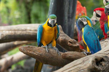 Wall Mural - parrot