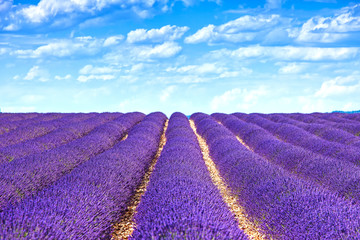 Wall Mural - Lavender flower blooming fields endless rows. Valensole provence