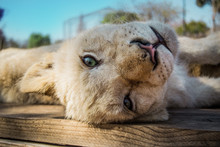 Lion Cub Relaxing