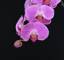 Beautiful Pink Orchid On Black Background