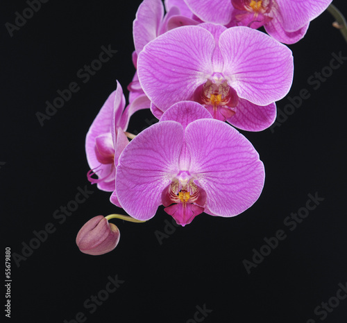 Board z aluminiowym obramowaniem Piękna różowa orchidea na czarnym tle