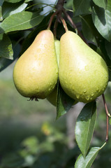 Pears