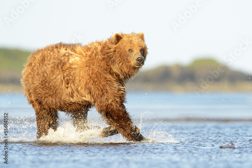 Board z aluminiowym obramowaniem Niedźwiedź grizzly działa w wodzie w łososia