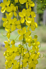 Canvas Print - Golden Shower, Purging Cassia ( Cassis fistula Linn )