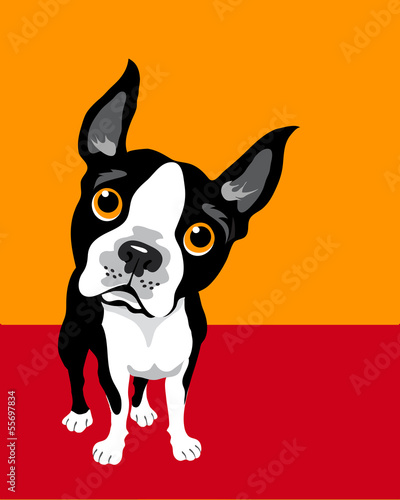 Fototapeta na wymiar funny illustration of Boston Terrier