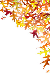 Wall Mural - falling autumn oak leaves on white background