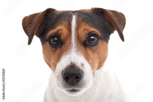 Fotografie, Obraz Jack Russell terrier on white background