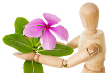 Wooden Doll, Mannequin Holding Fresh Pink Periwinkle Flower , Is