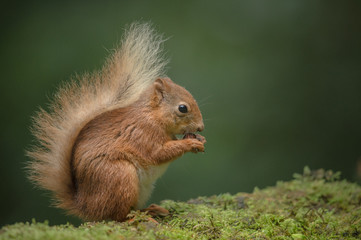 Wall Mural - red squirrel eating.