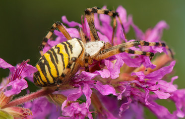 Wall Mural - Argiope bruennichi