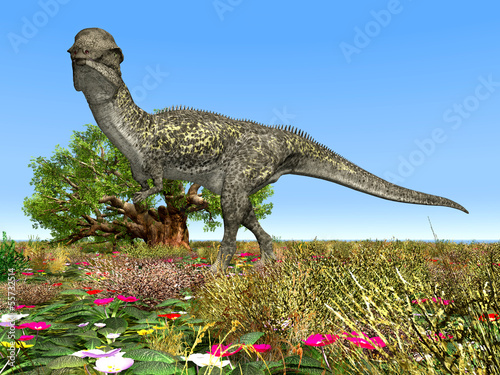 Fotoboard na płycie Stegoceras dinozaurów