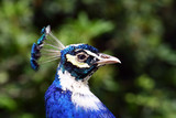 Fototapeta Zwierzęta - Head of the peacock