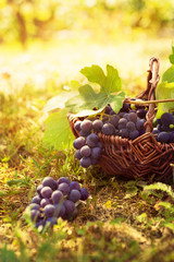 Wall Mural - Grapes harvest