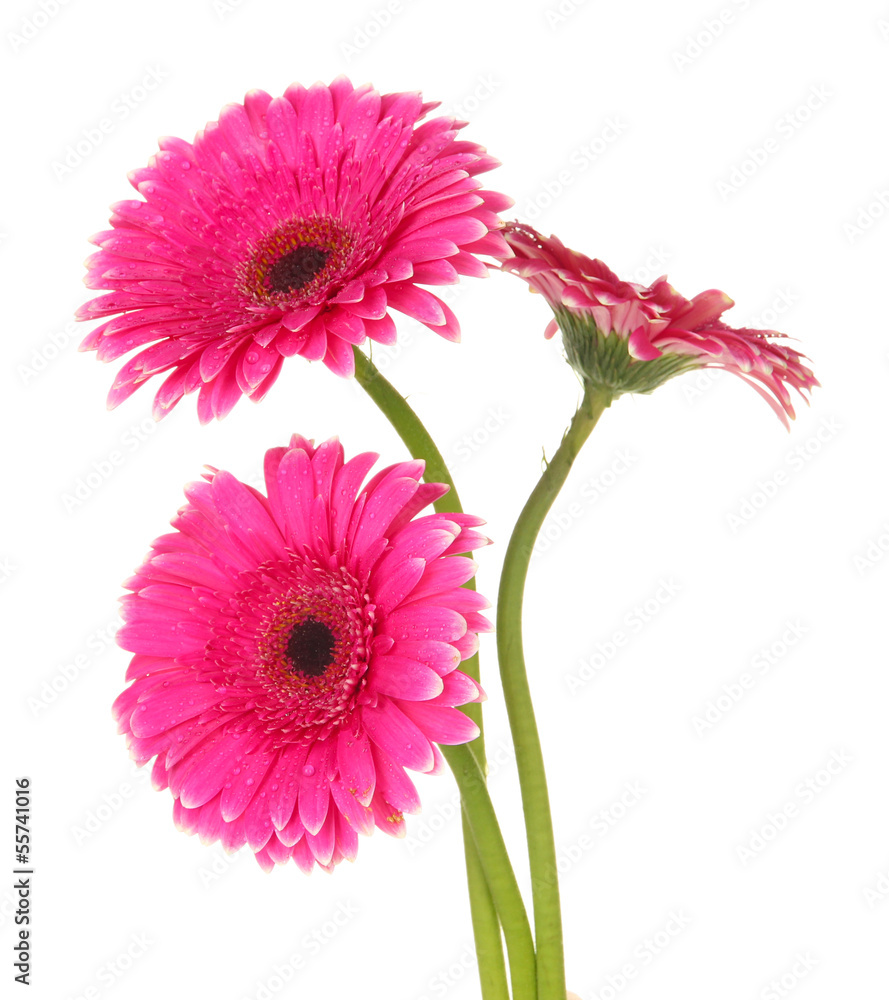 Beautiful pink gerbera flowers isolated on white