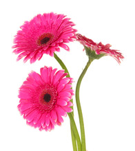 Beautiful Pink Gerbera Flowers Isolated On White