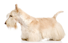 Scottish Terrier Isolated On White Background
