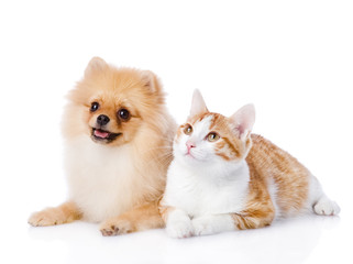 Poster - orange cat and spitz dog together. looking up. isolated on white