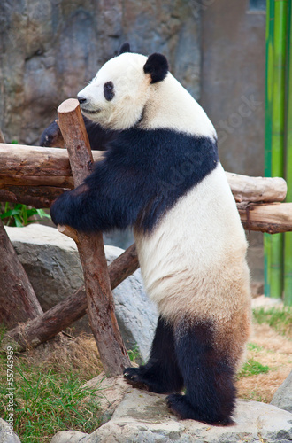 Board z aluminiowym obramowaniem Miś panda