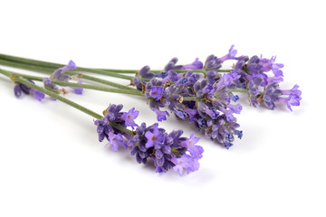 Wall Mural - lavender isolated on white