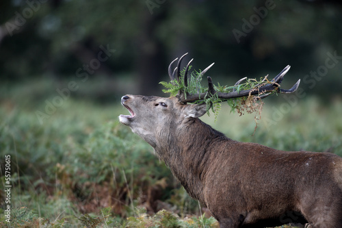 Board z aluminiowym obramowaniem Jeleń, cervus elaphus
