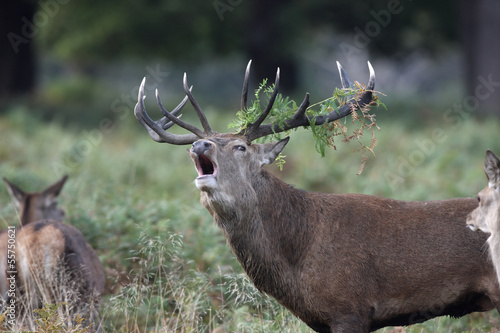 Board z aluminiowym obramowaniem Jeleń, cervus elaphus