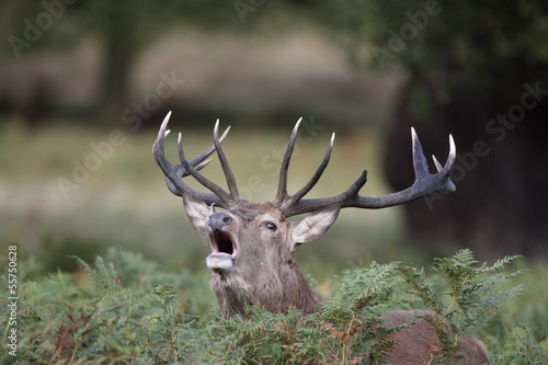 Board z aluminiowym obramowaniem Jeleń, cervus elaphus