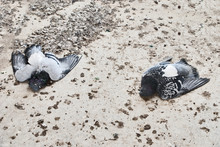 Dead Pigeons On The Ground
