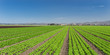 Lettuce Field Panorama
