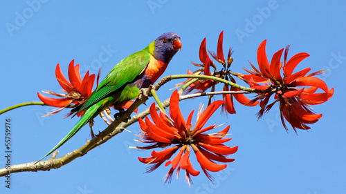 Fotoboard na płycie Tęczowy lorikeet