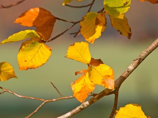 Poster - Yellow colored beech leaves on a branch