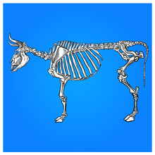 The Skeleton Of A Cow