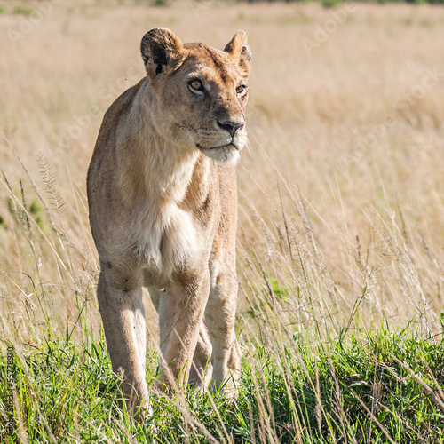 Board z aluminiowym obramowaniem Lwica (panthera leo)