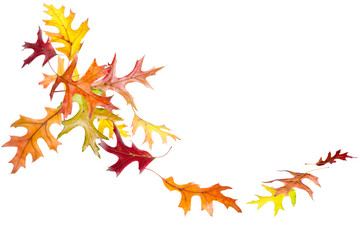 Wall Mural - autumn oak leaves falling and spinning isolated on white