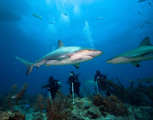 Wall Mural - Group of divers and sharks