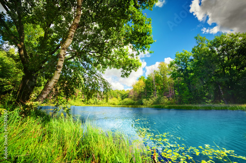 Naklejka ścienna Clean lake in green spring summer forest