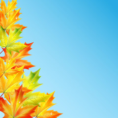 autumn background.autumn maple leaves against the blue sky .vect