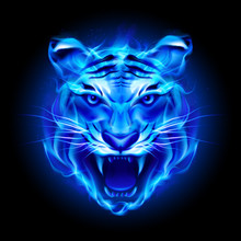 Head Of Fire Tiger