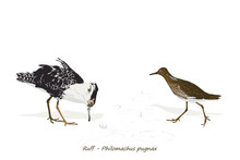 Illustration Of Ruff (male And Female)