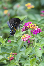 Spicebush Swallowtail-Papilo Troilus