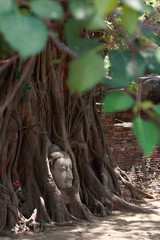 Wall Mural - Buddha's head in banyan tree roots