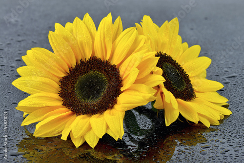 Fototapeta na wymiar Mokre kwiaty słonecznika