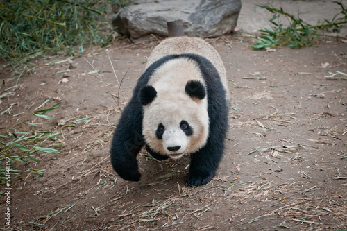 Board z aluminiowym obramowaniem Ailuropoda melanoleuca powszechnie znana jako gigantyczna panda