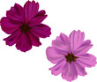 pink and purple flowers isolated on white